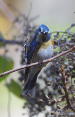 やあ、どうも！('ω')