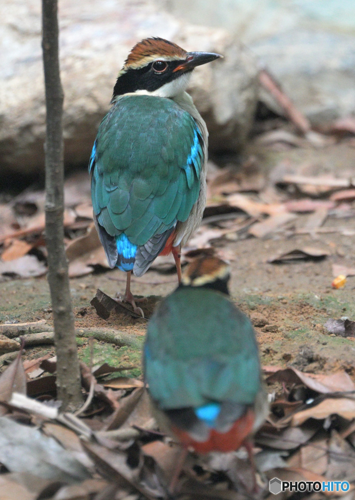 在庫のヤイロチョウ