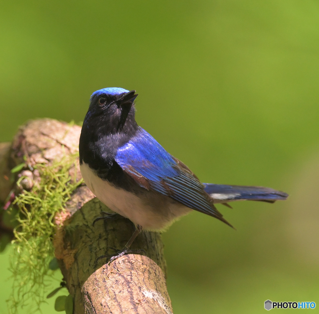 本日のオオルリ君