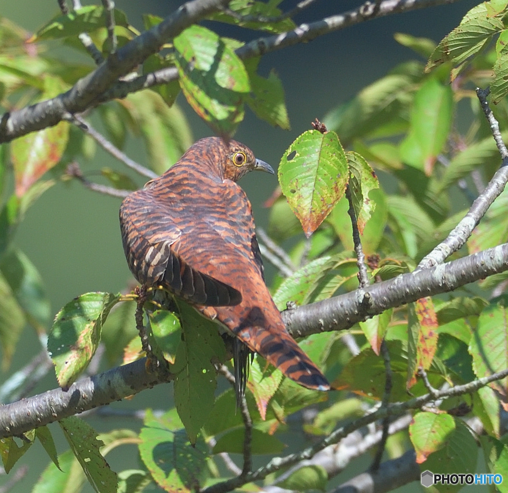 見返り赤ツツドリ