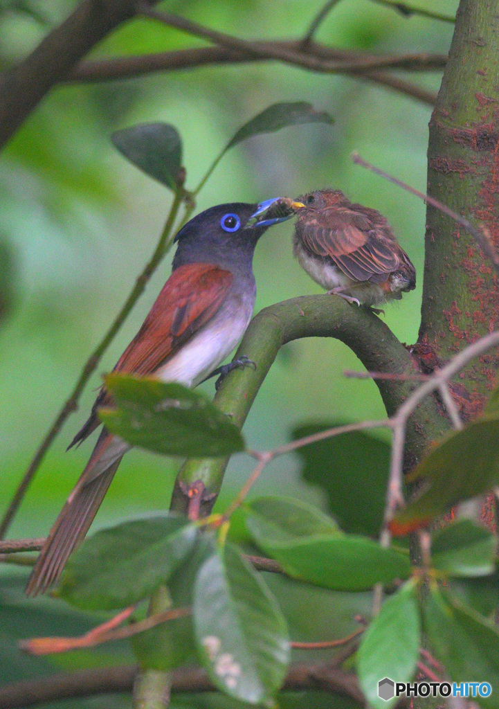 サンコウチョウの母子Ⅱ