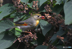 在庫のソウシチョウ