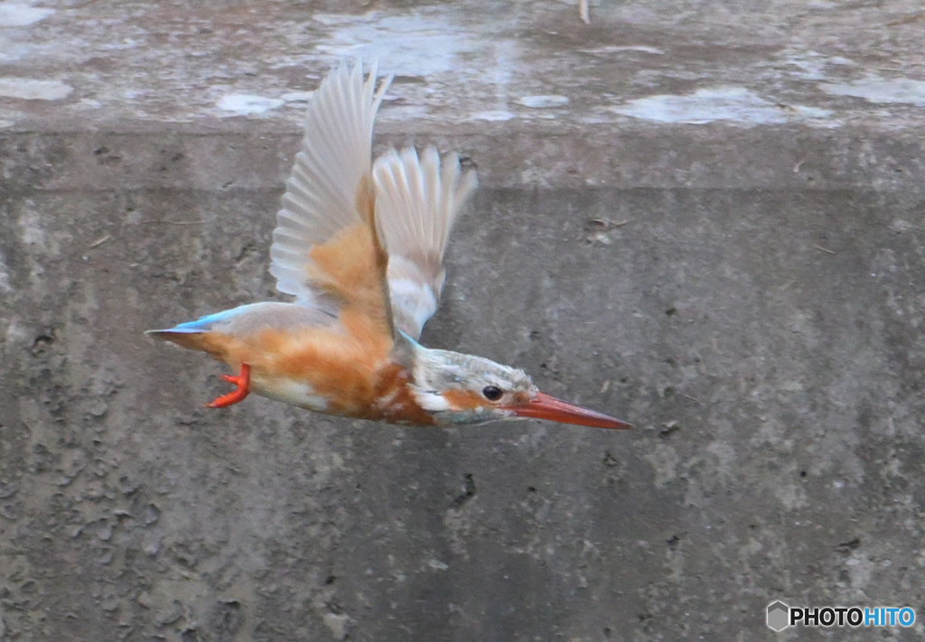 白いカワセミ⑪