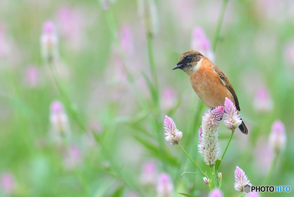 ノゲイトウにノビタキⅤ