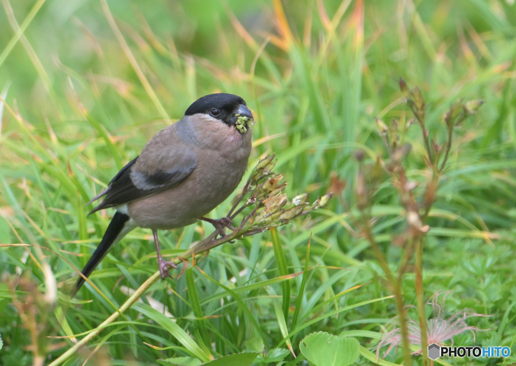 室堂平のウソ♀