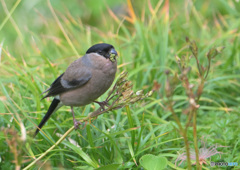 室堂平のウソ♀