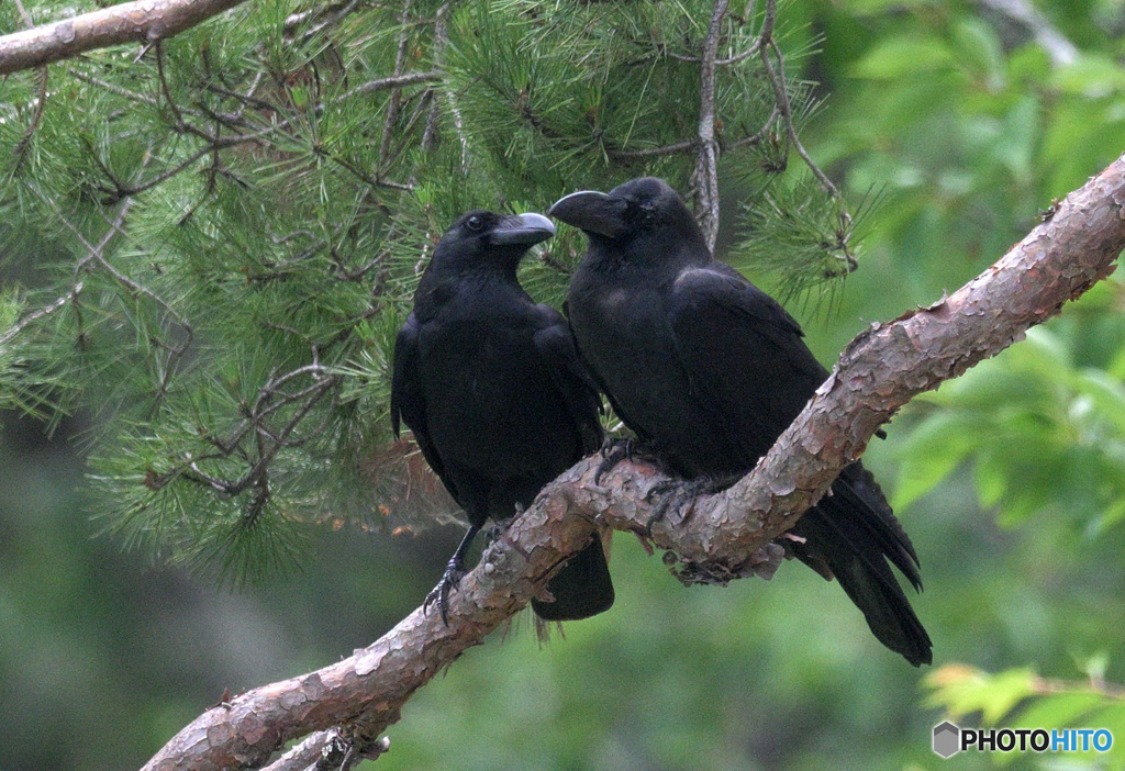 仲良しカラス