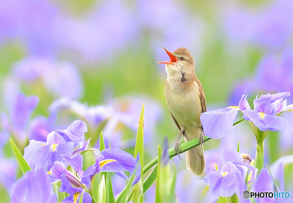 花菖蒲にオオヨシキリ⑧