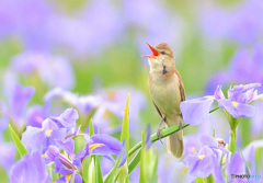 花菖蒲にオオヨシキリ⑧