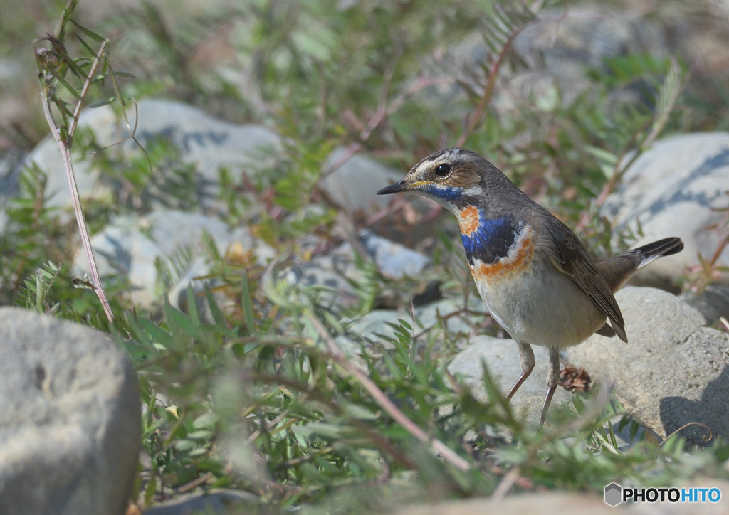 オガワコマドリ2021④
