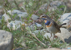 オガワコマドリ2021④