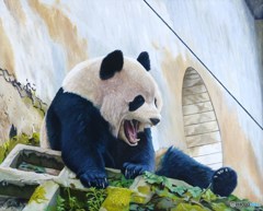 元気なパンダくん