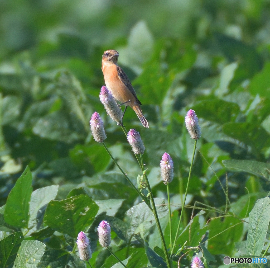 野鶏頭にノビタキ