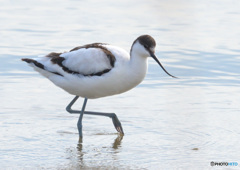 初めてのソリハシセイタカシギ⑳