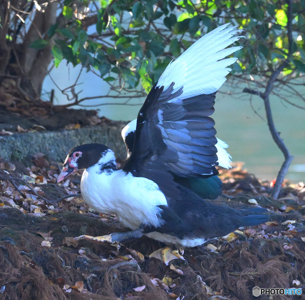 迷鳥バリケン③