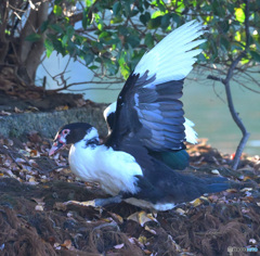 迷鳥バリケン③