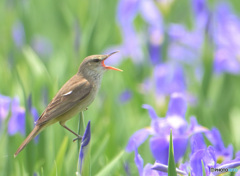 在庫のオオヨシキリ⑬