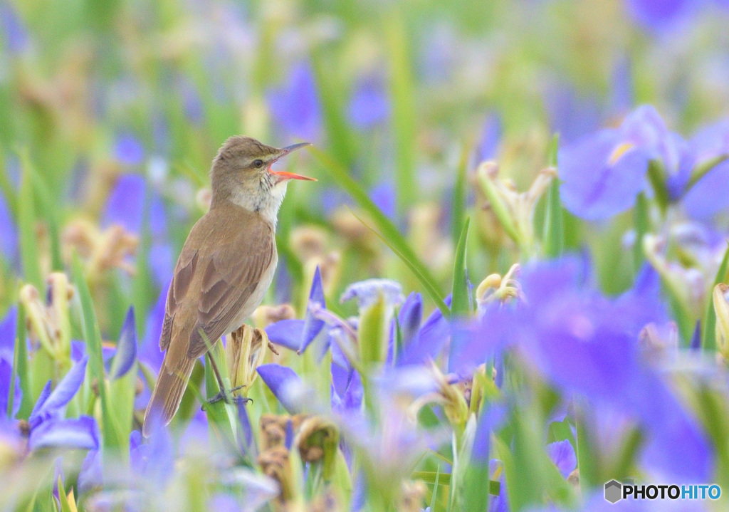 菖蒲にオオヨシキリ㉔