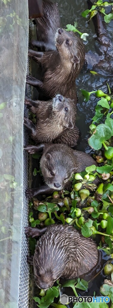 カワウソうじゃうじゃ