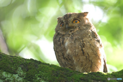 本日のオオコノハズク