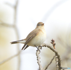 オジロビタキ2022④