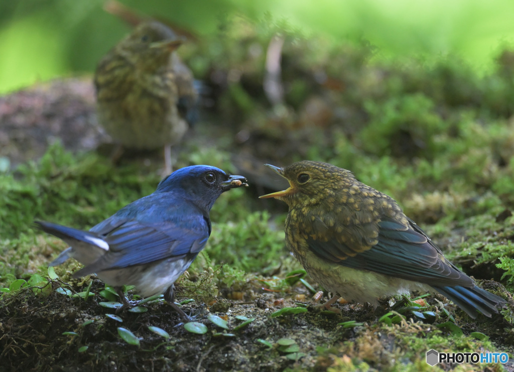 オオルリの親子