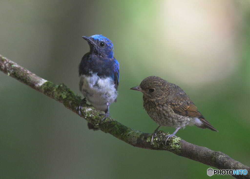 オオルリの親子