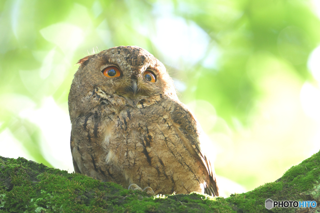 オオコノハズク③