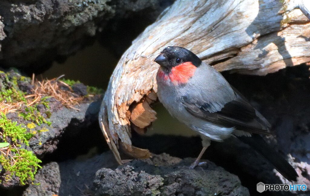 ウソの♂