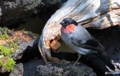 ウソの♂