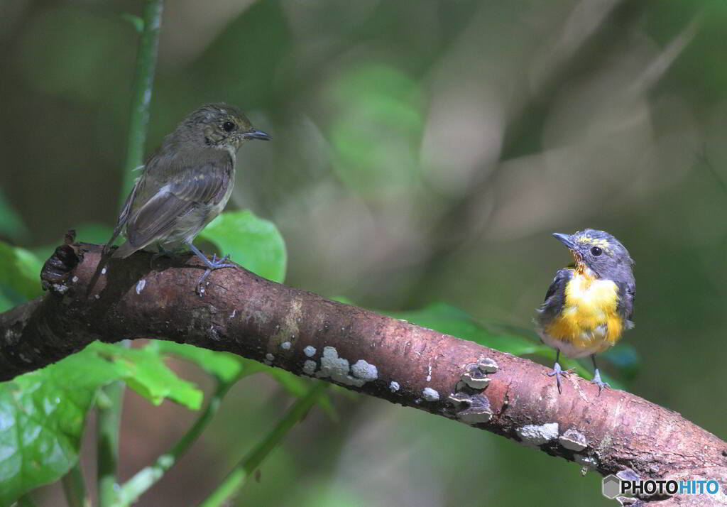 キビタキのツーショット