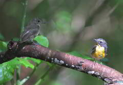 キビタキのツーショット