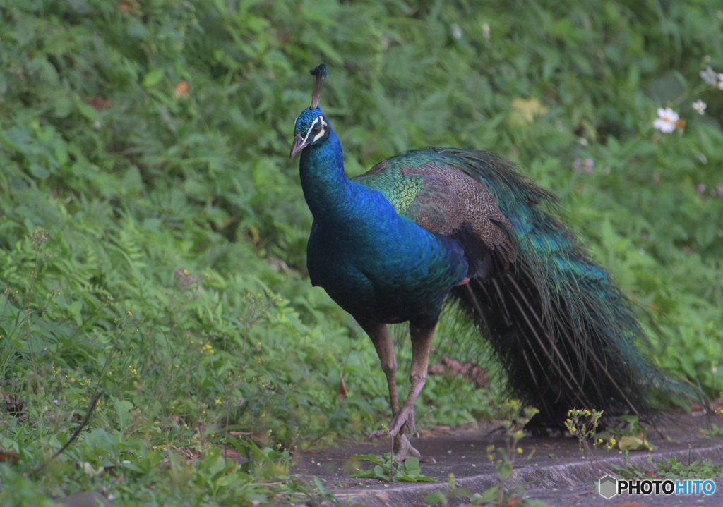 路傍の孔雀