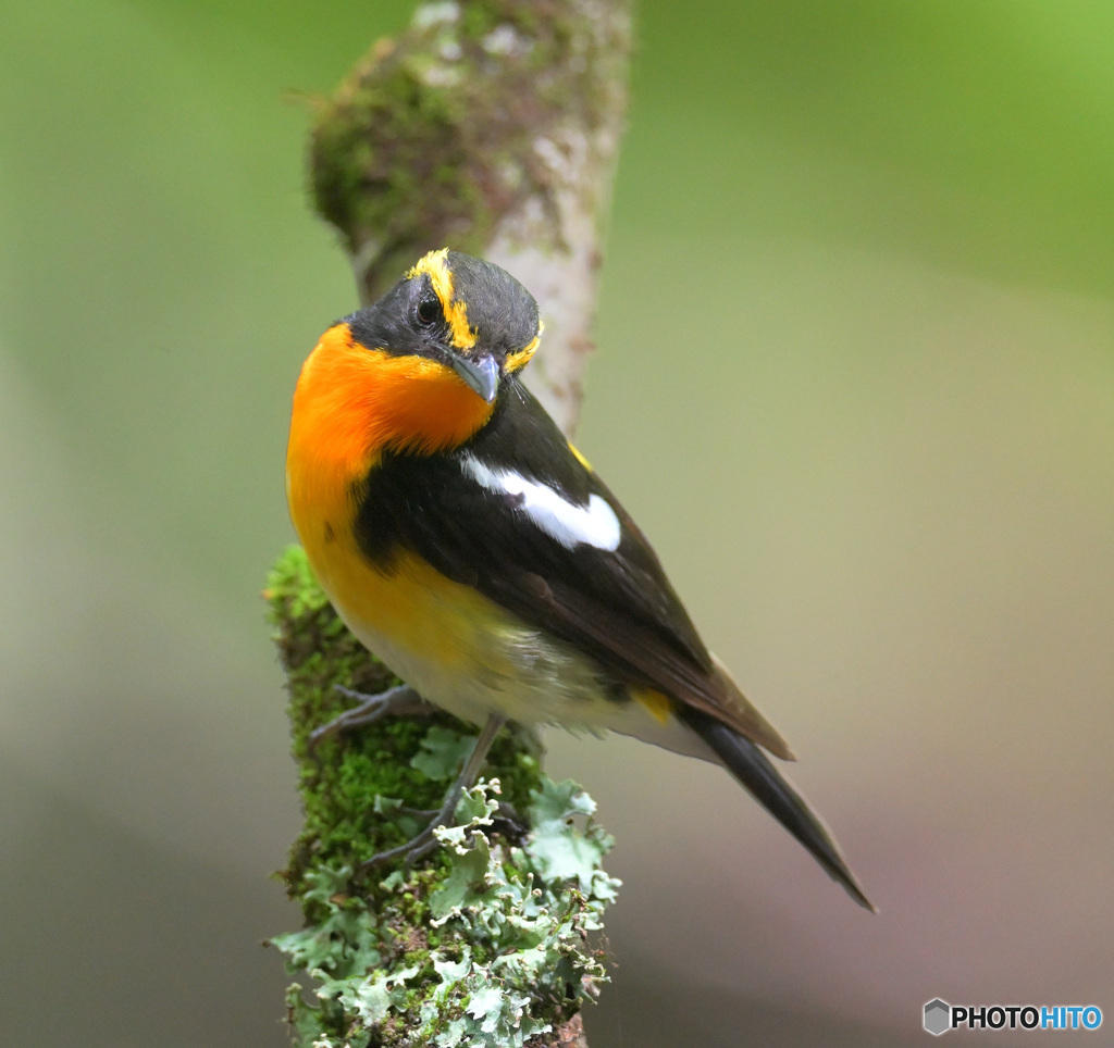 ６月のキビタキ君②