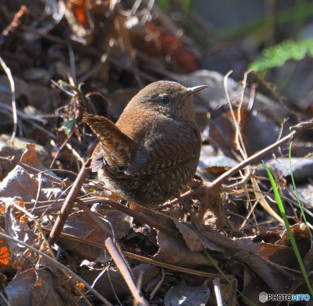 見返りミソサザイ