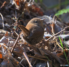 見返りミソサザイ