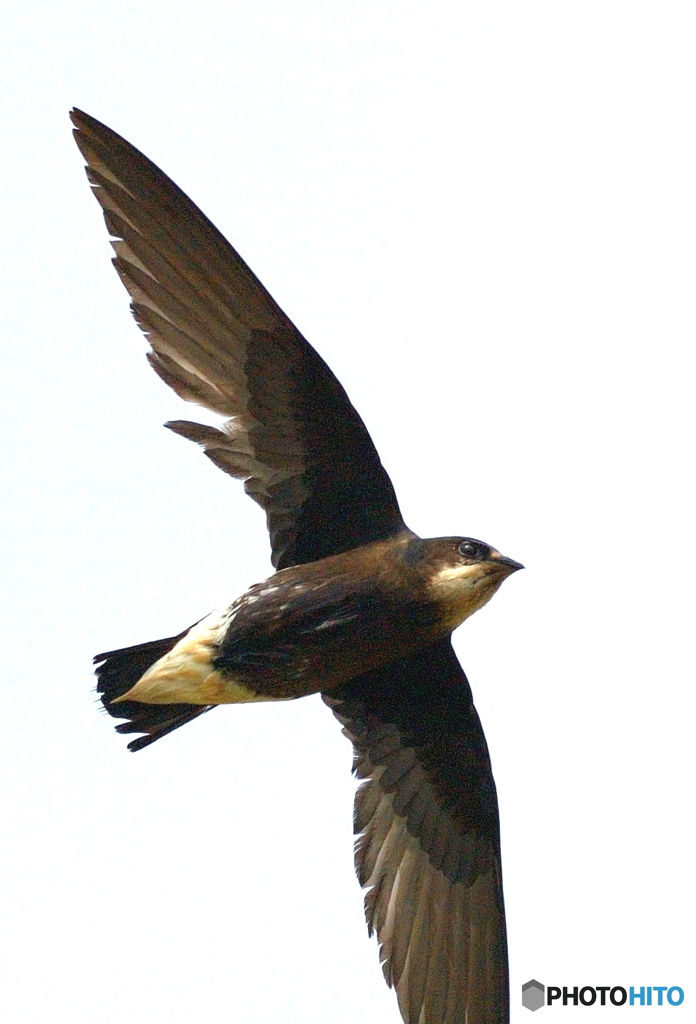 ハリオアマツバメ⑫