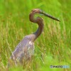 初めてのムラサキサギⅦ