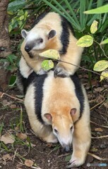 ミナミコアリクイの親子