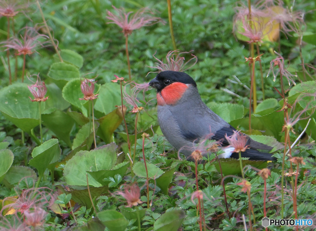 チングルマにウソ♂⑥