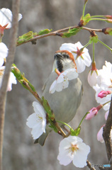 桜にニュウナイスズメ⑩