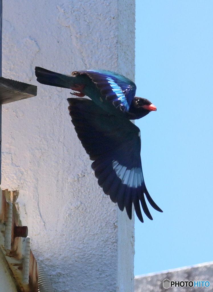 ７月のブッポウソウ⑯
