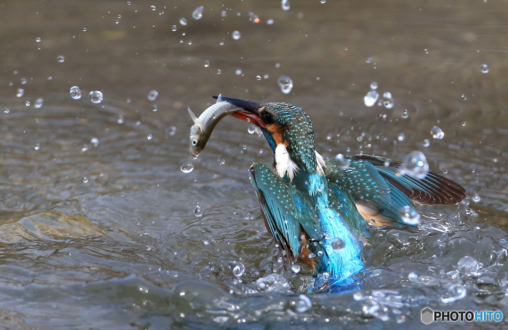 時にはバタフライのように…。