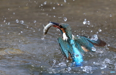 時にはバタフライのように…。