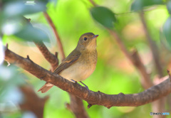 キビタキ♀ですよね？