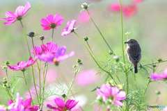 秋桜にノビタキ⑧