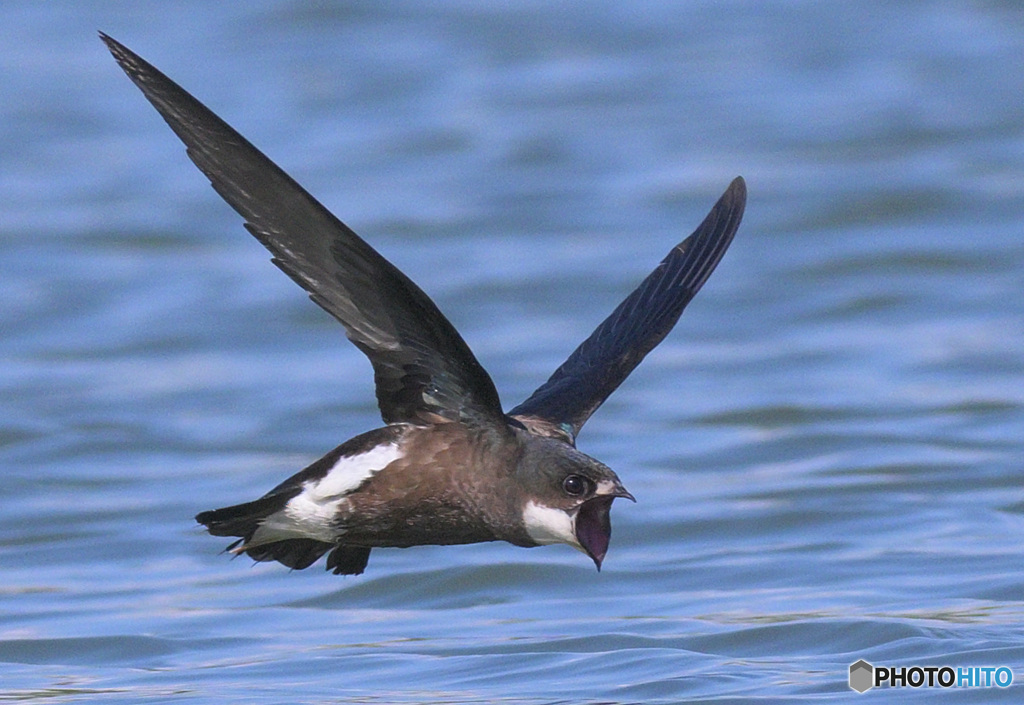 ハリオアマツバメ2022⑧