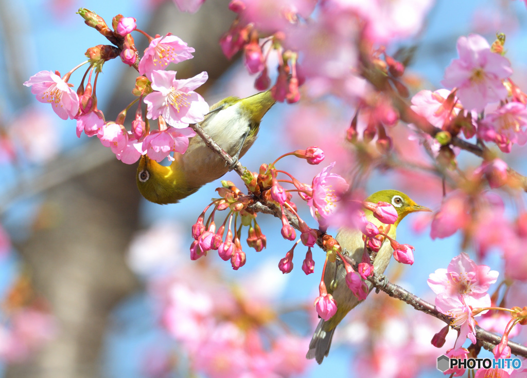 河津桜にメジロⅥ