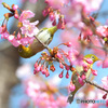 河津桜にメジロⅥ