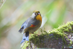 見返りソウシチョウ